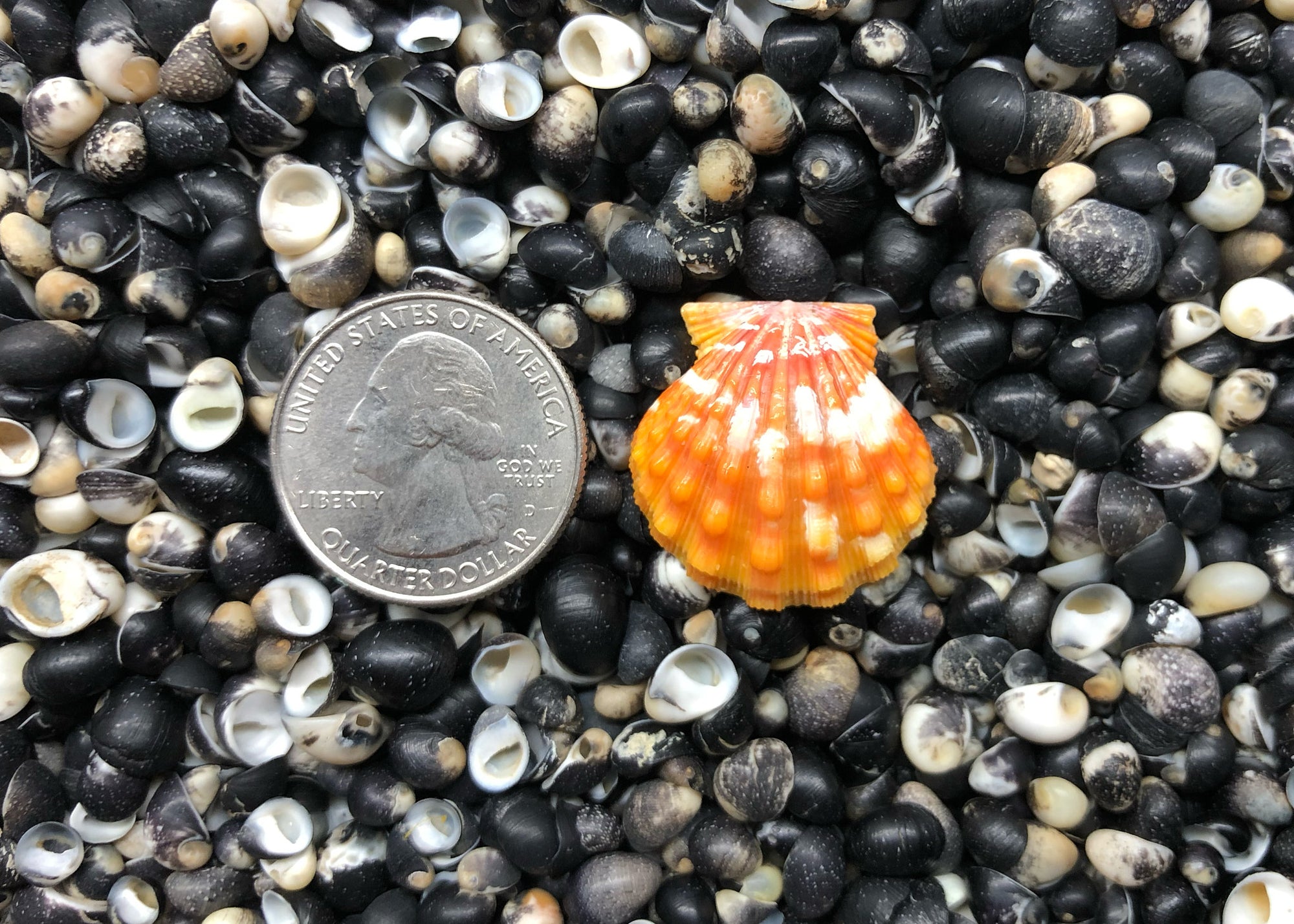 0628 single sunrise shell