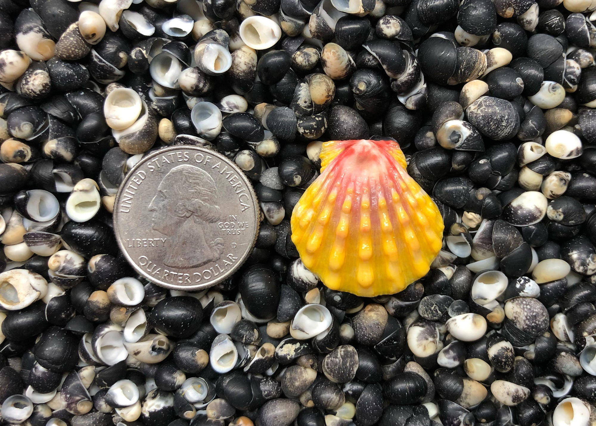 0629 single sunrise shell