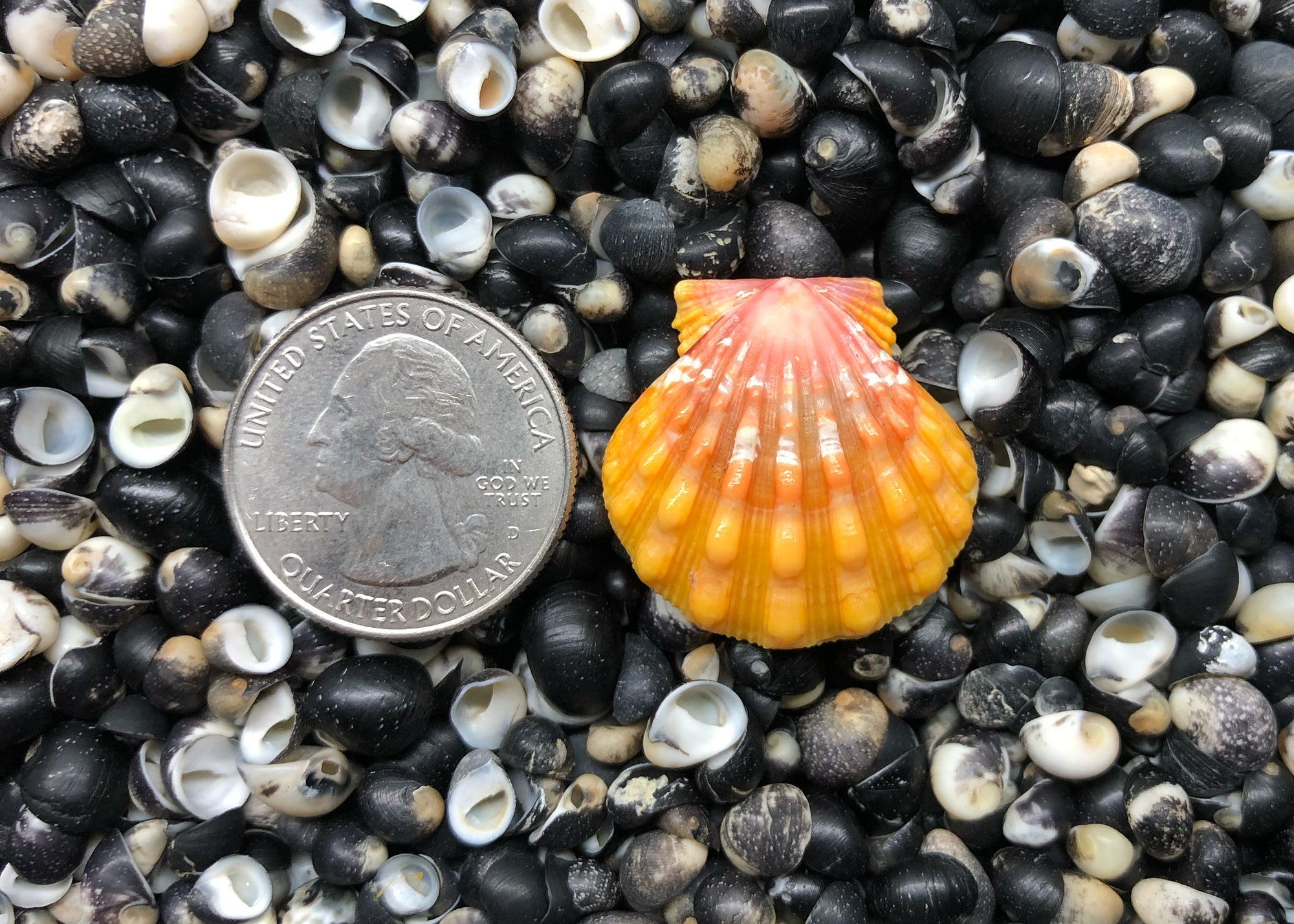 0630 single sunrise shell