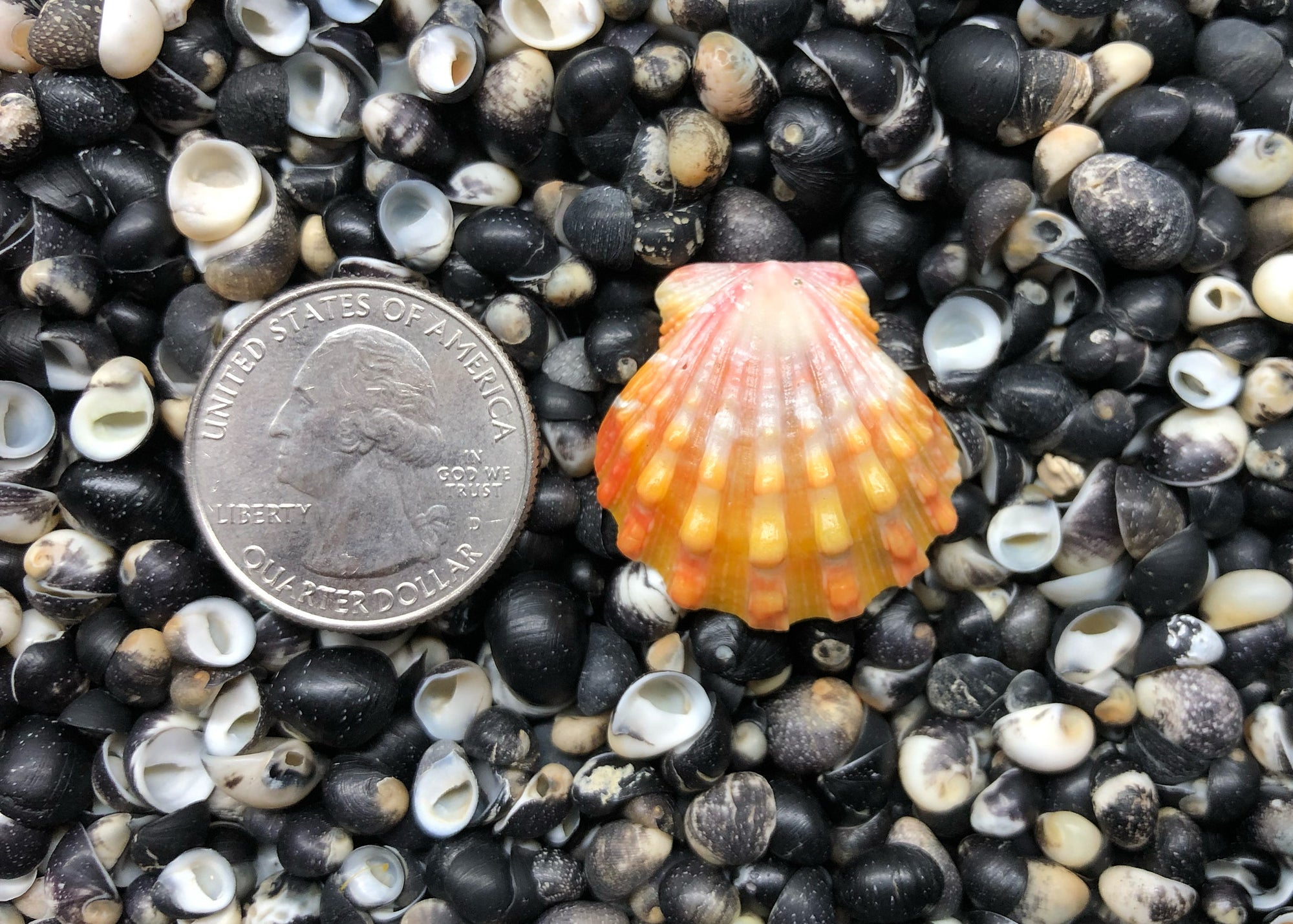 0631 single sunrise shell