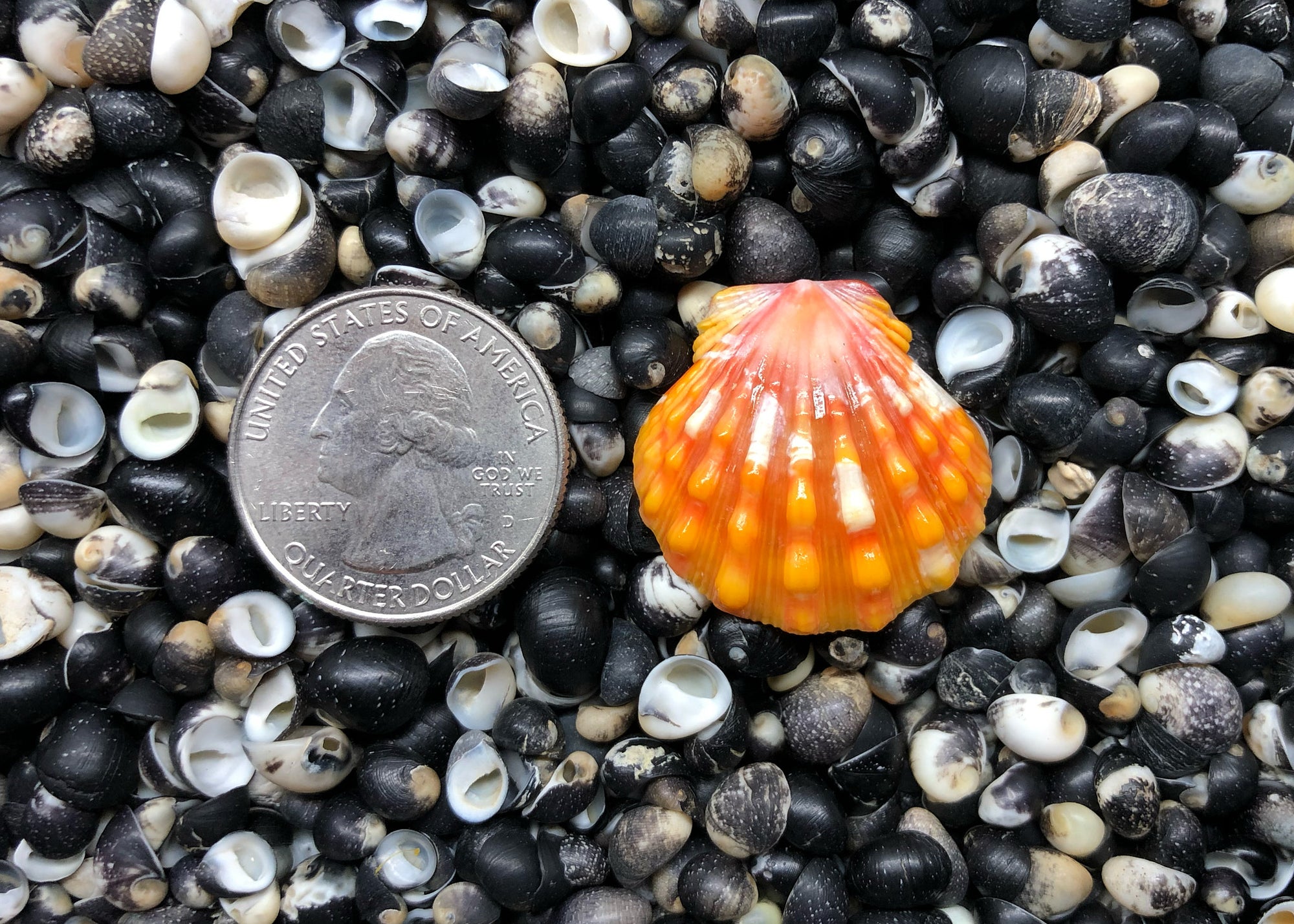 0632 single sunrise shell