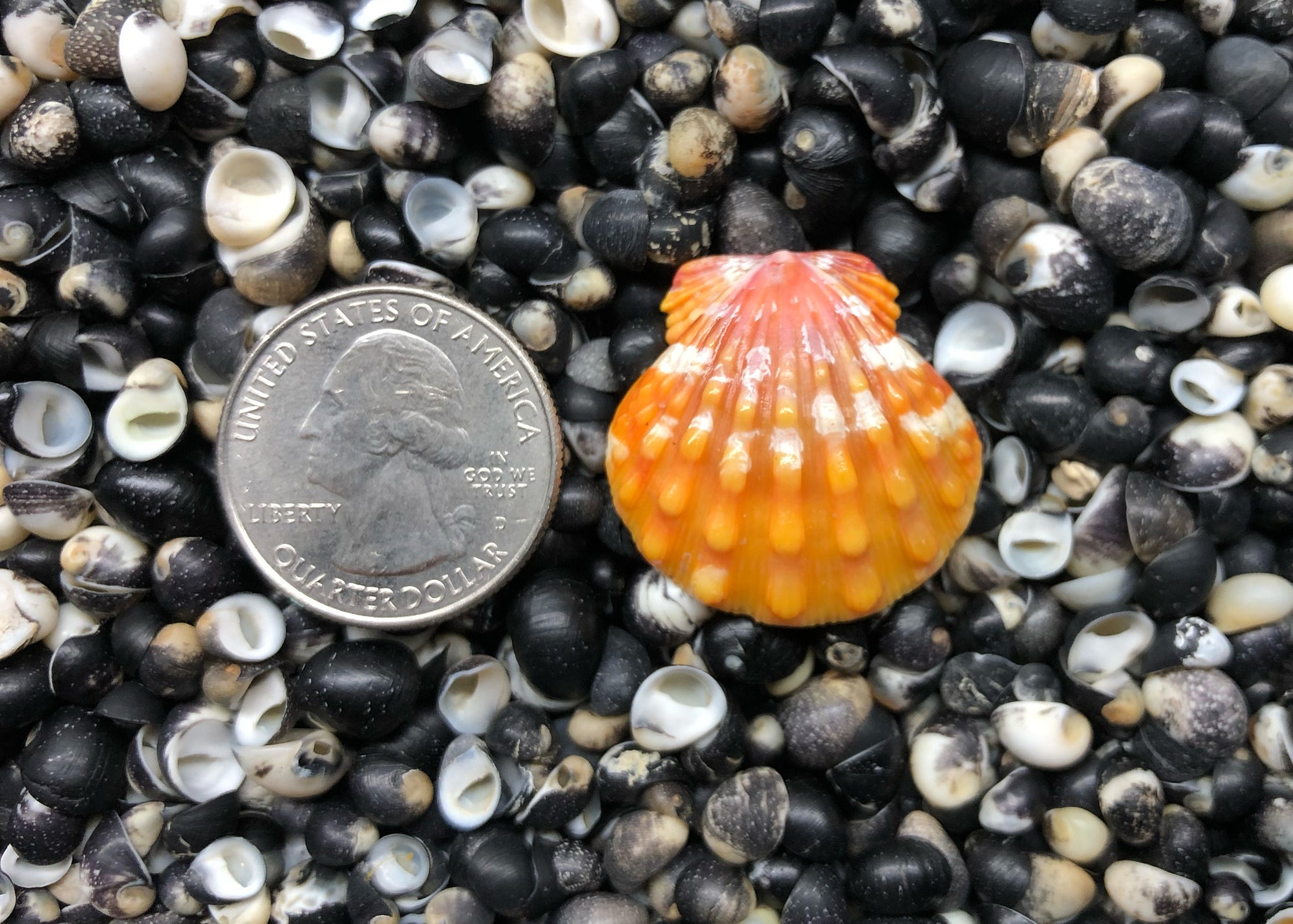 0633 single sunrise shell