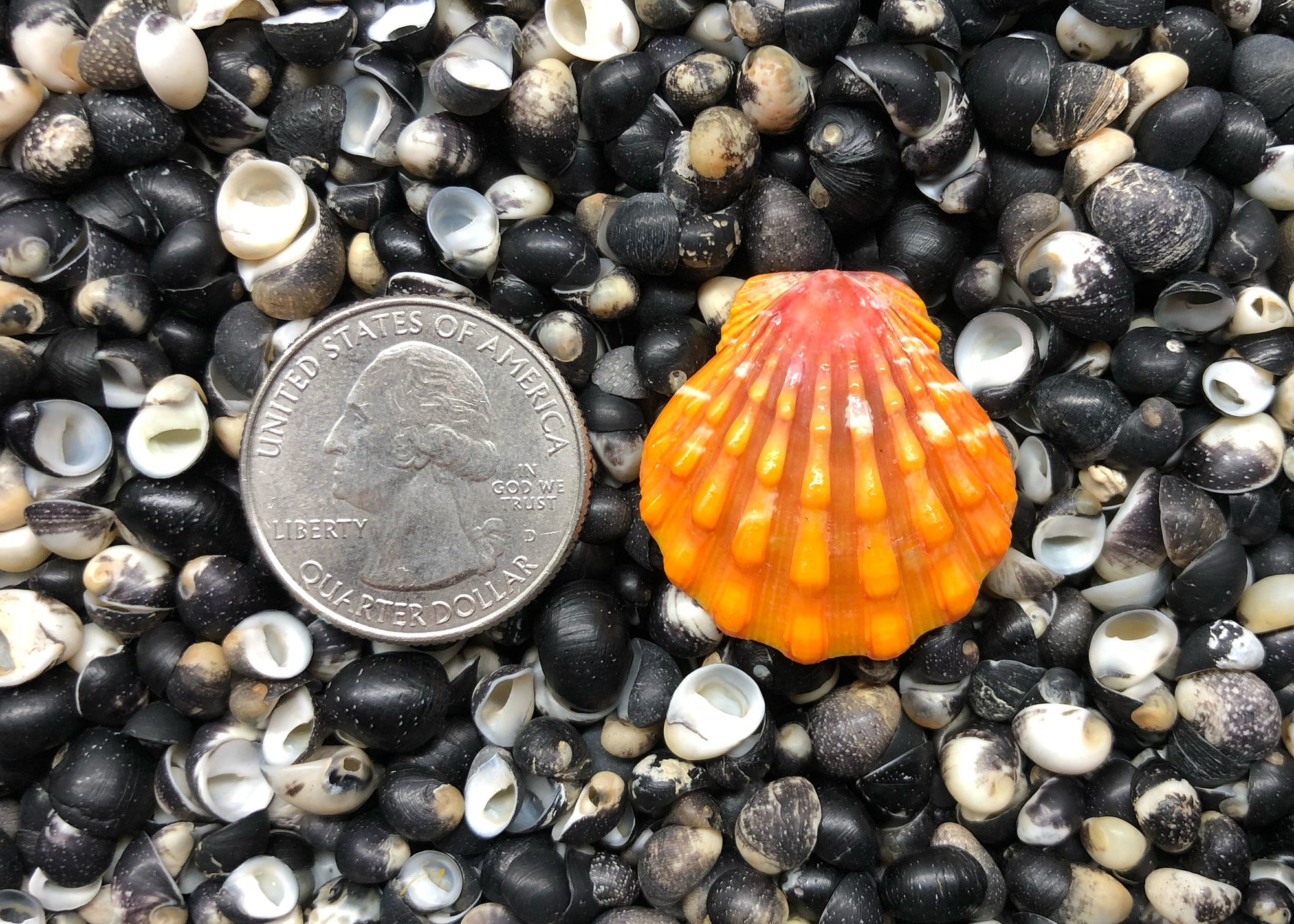 0634 single sunrise shell