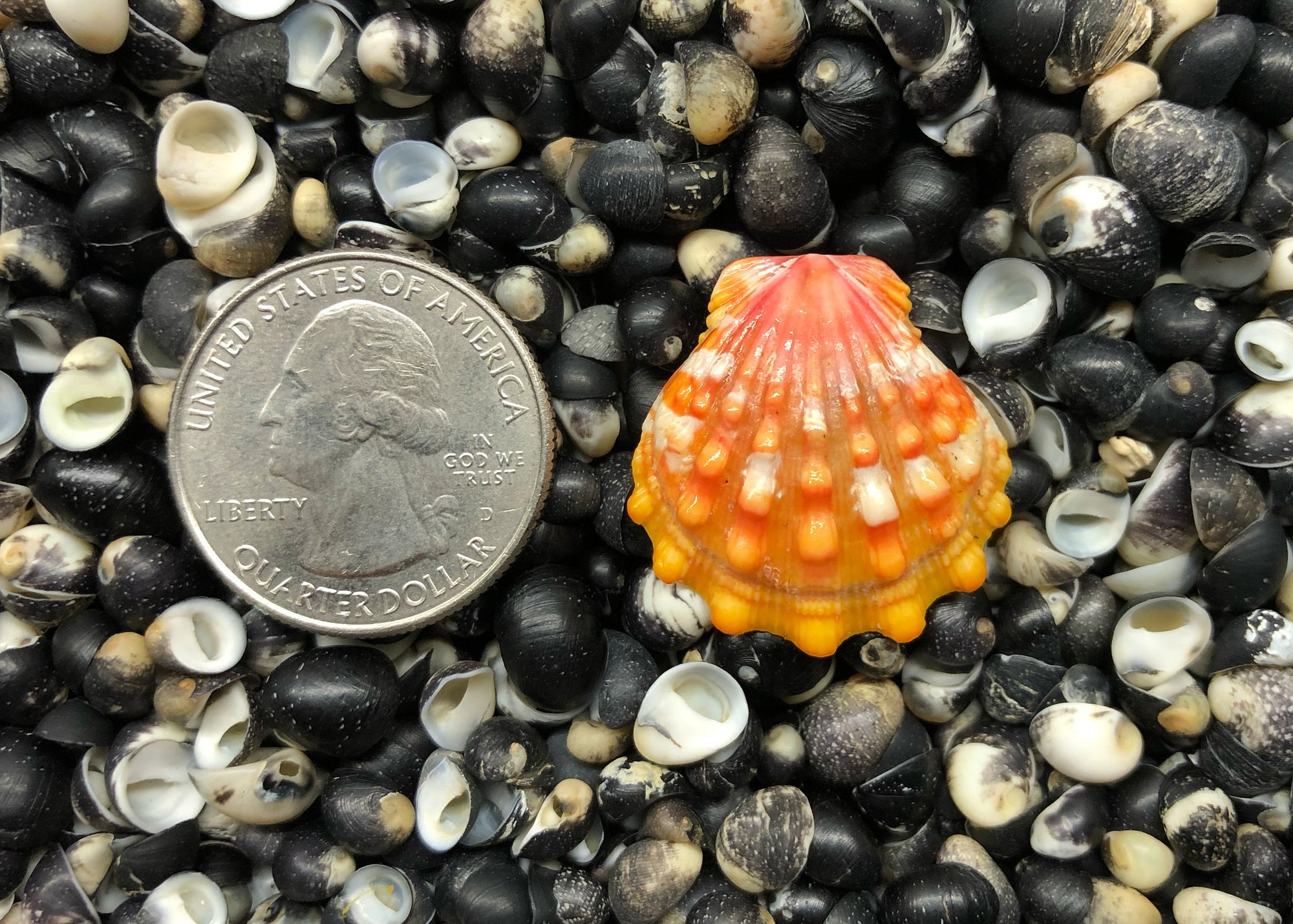 0635 single sunrise shell