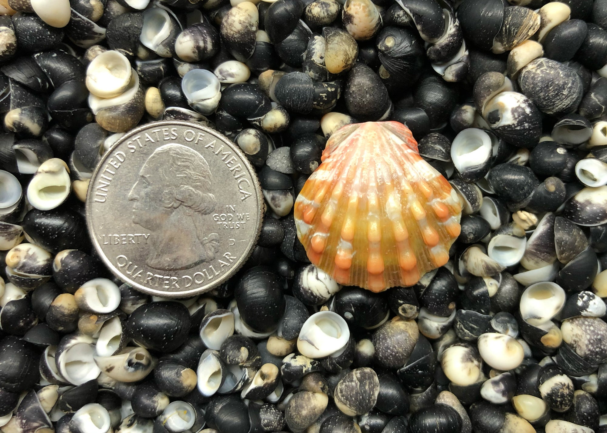 0636 single sunrise shell