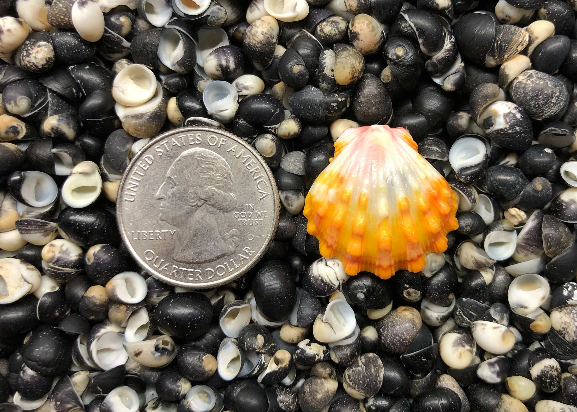 0637 single sunrise shell