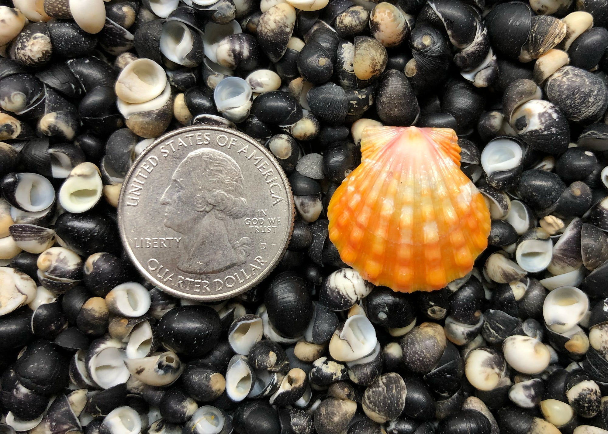 0638 single sunrise shell