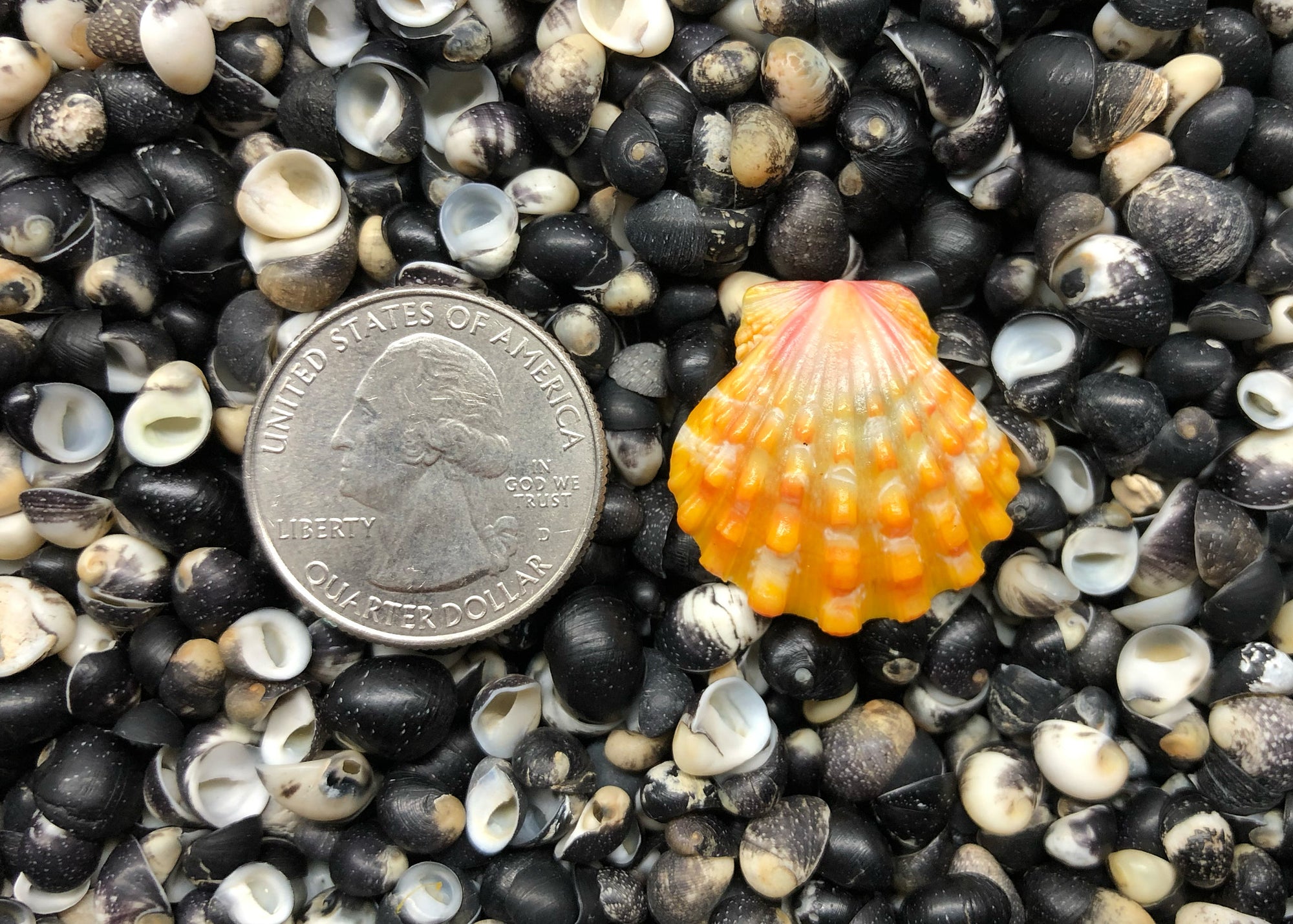 0639 single sunrise shell