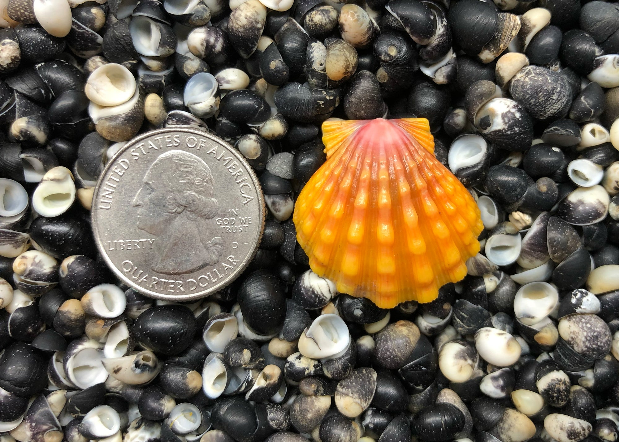 0640 single sunrise shell