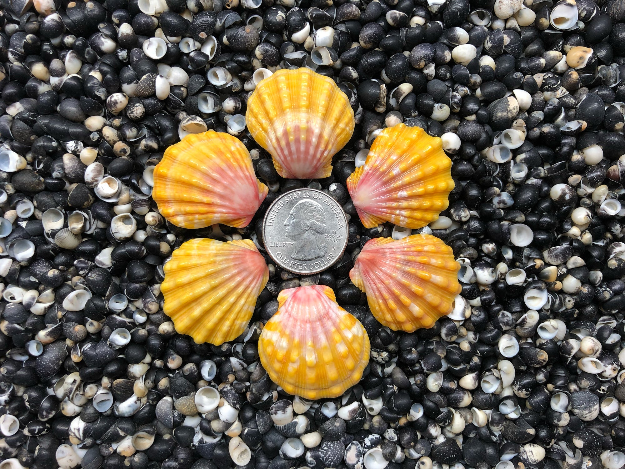 0643 lot of sunrises shells