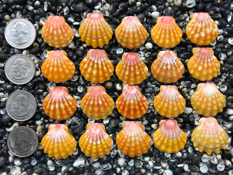 0651 lot of sunrise shells