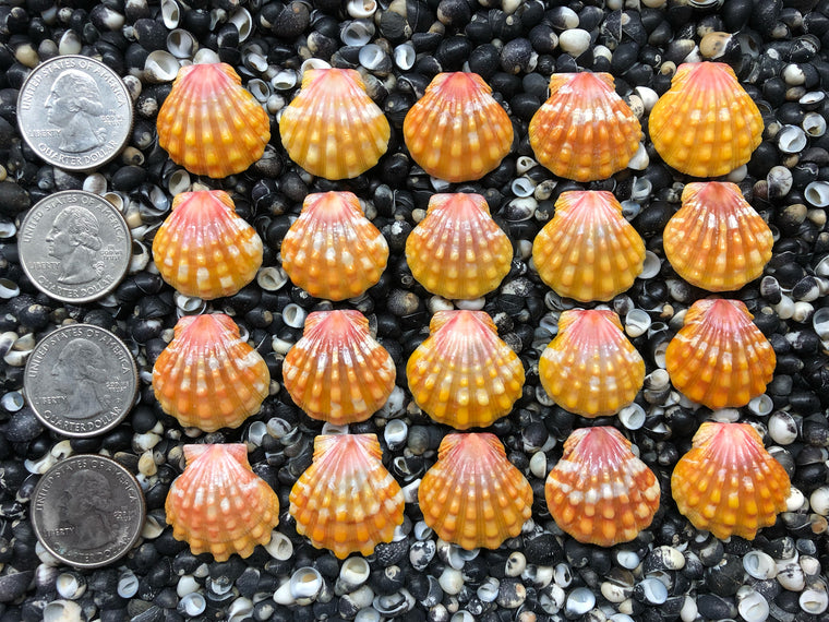 0652 lot of sunrise shells
