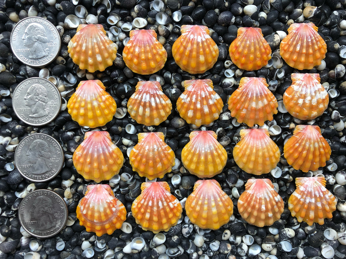 0653 lot of sunrise shells