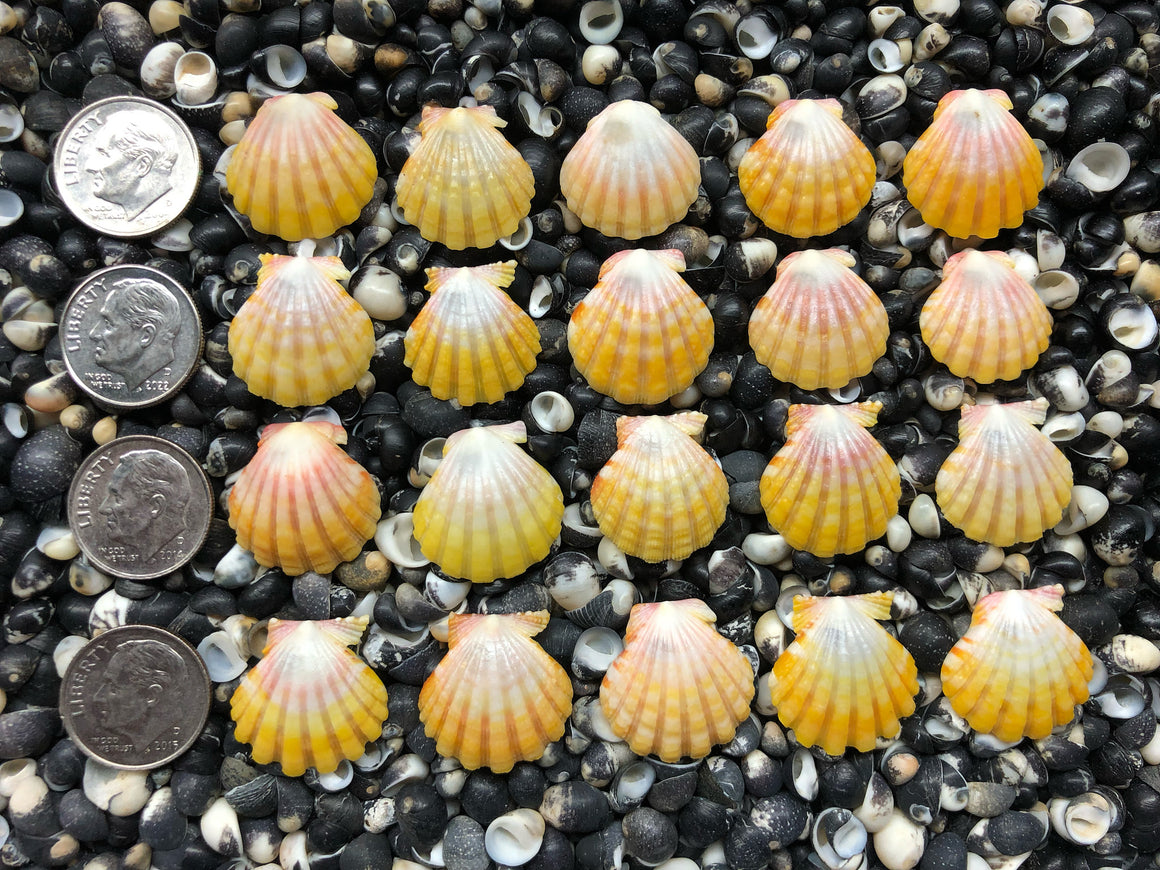 0662 lot of sunrise shells