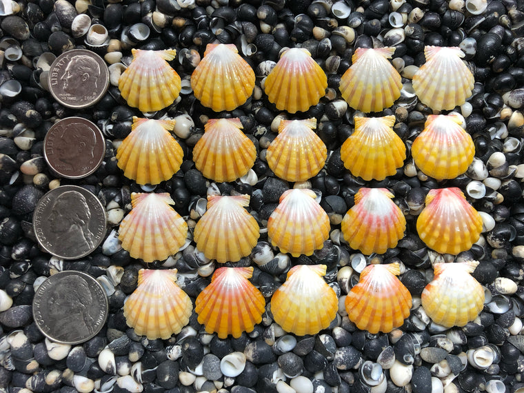 0663 lot of sunrise shells