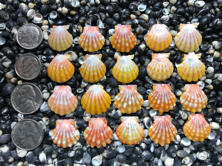 0664 lot of sunrise shells