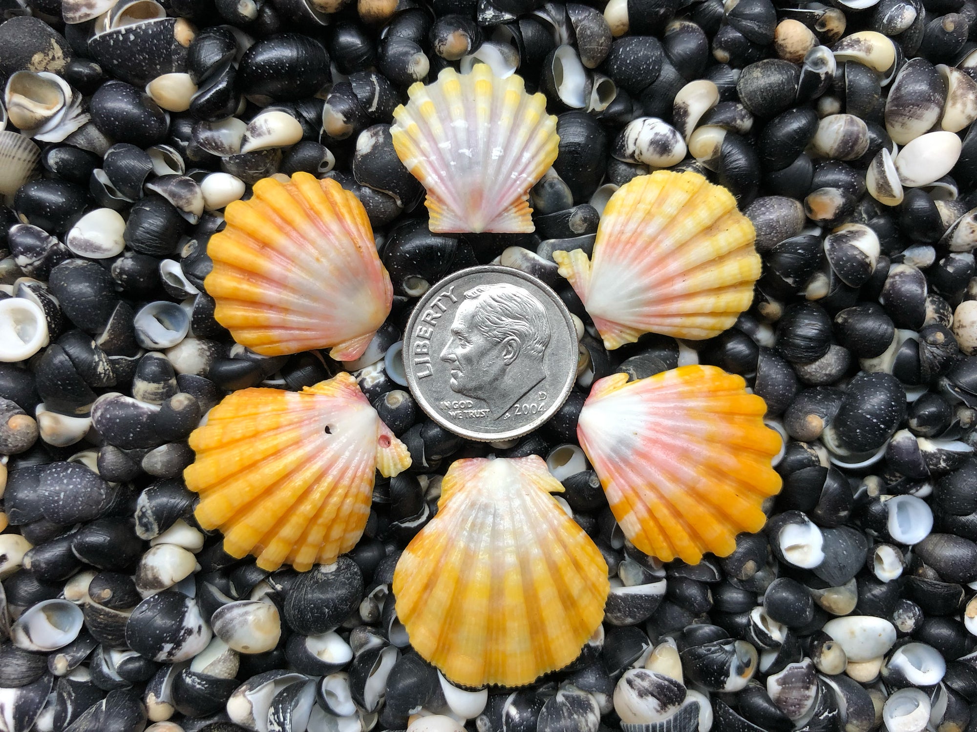 0666 lot of sunrise shells