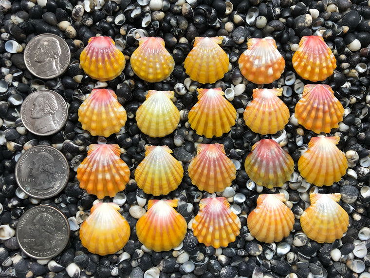 0667 lot of sunrise shells
