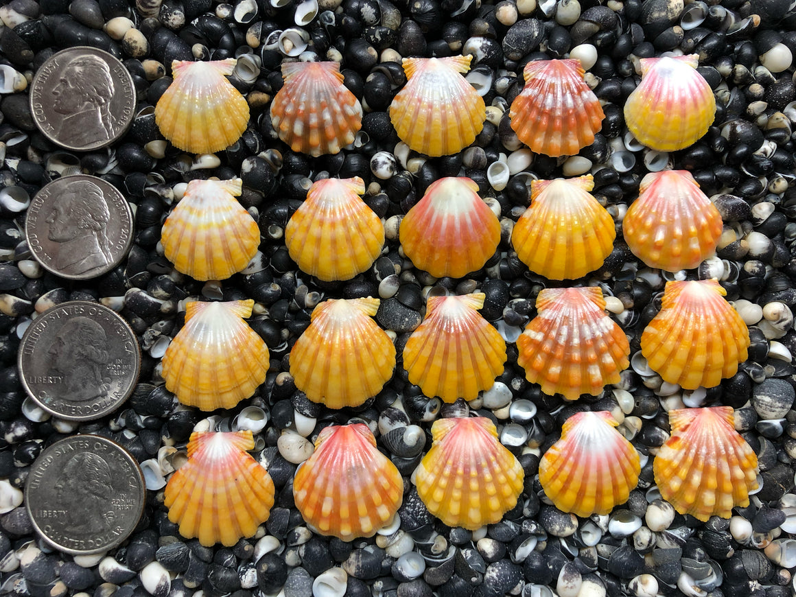 0668 lot of sunrise shells
