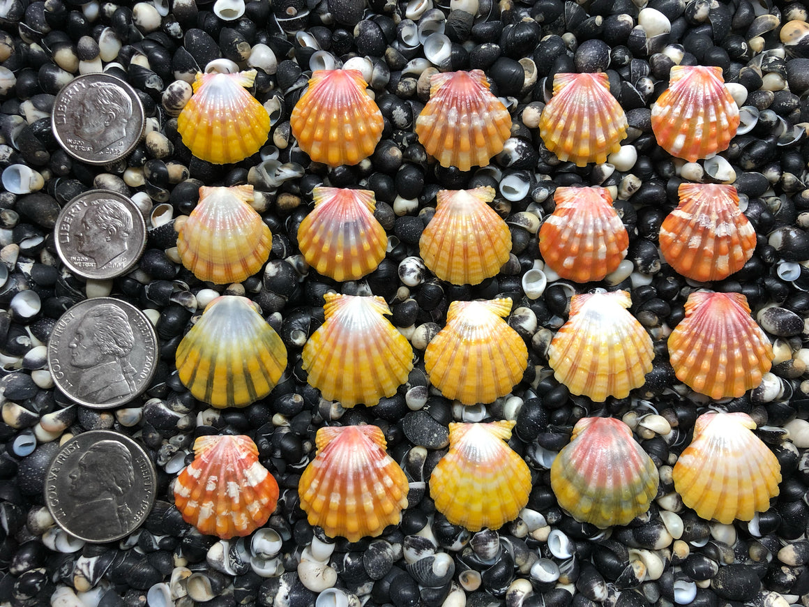 0669 lot of sunrise shells