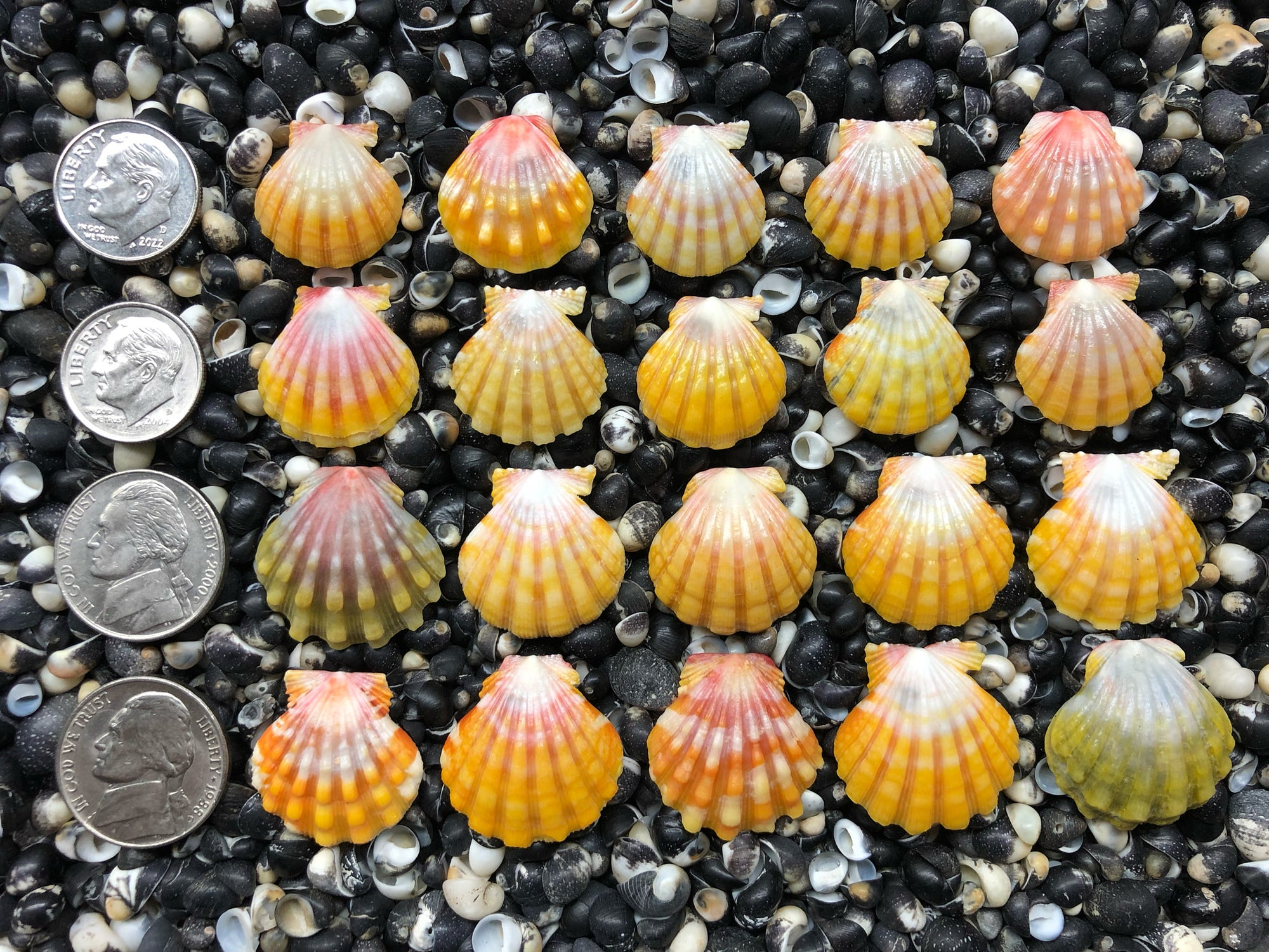 0670 lot of sunrise sells