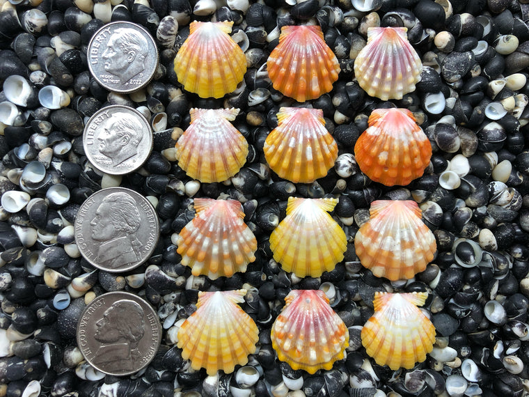 0674 lot of sunrise shells