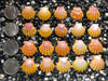 0675 lot of sunrise shells