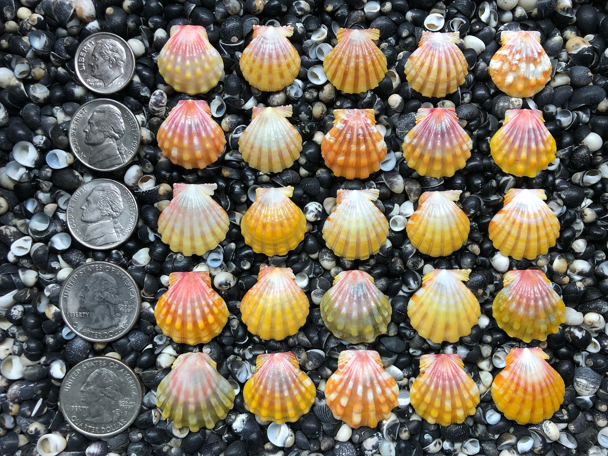 0676 lot of sunrise shells