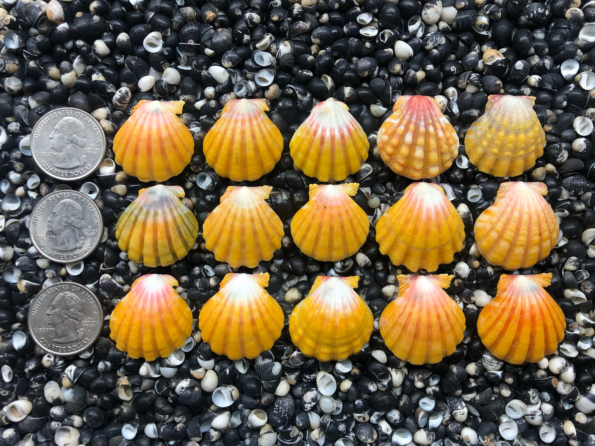 0678 lot of sunrise shells