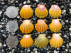 0679 lot of sunrise shells