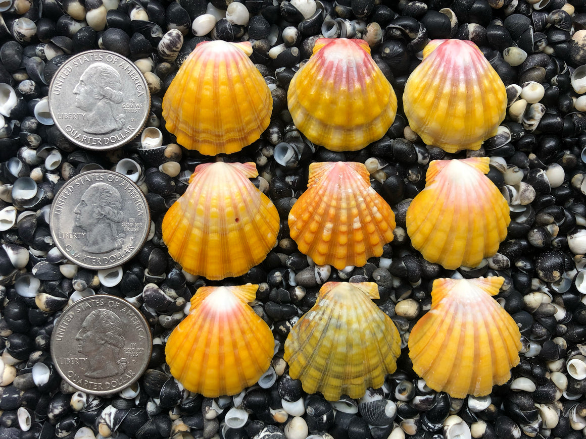 0679 lot of sunrise shells