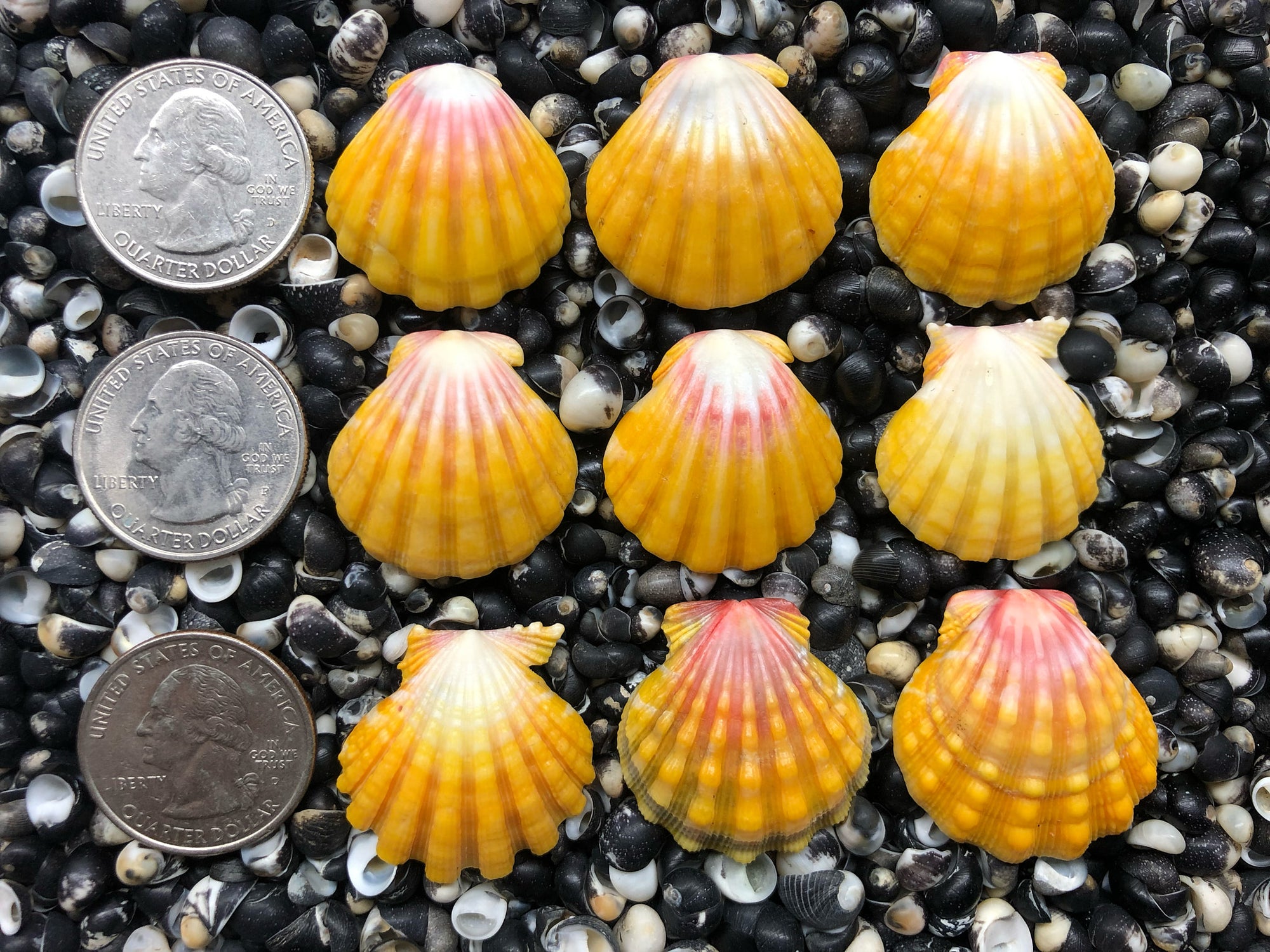 0680 lot of sunrise shells