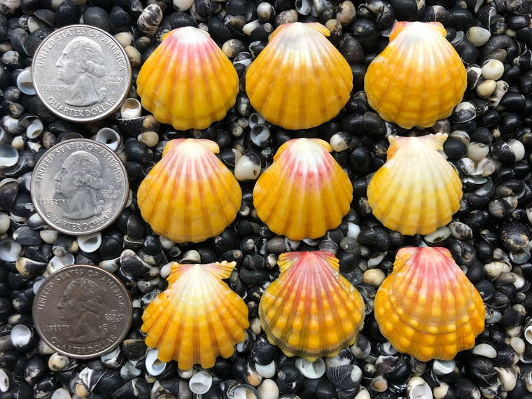 0680 lot of sunrise shells