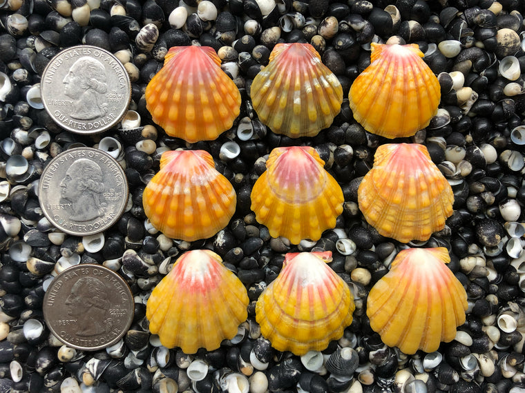 0681 lot of sunrise shells
