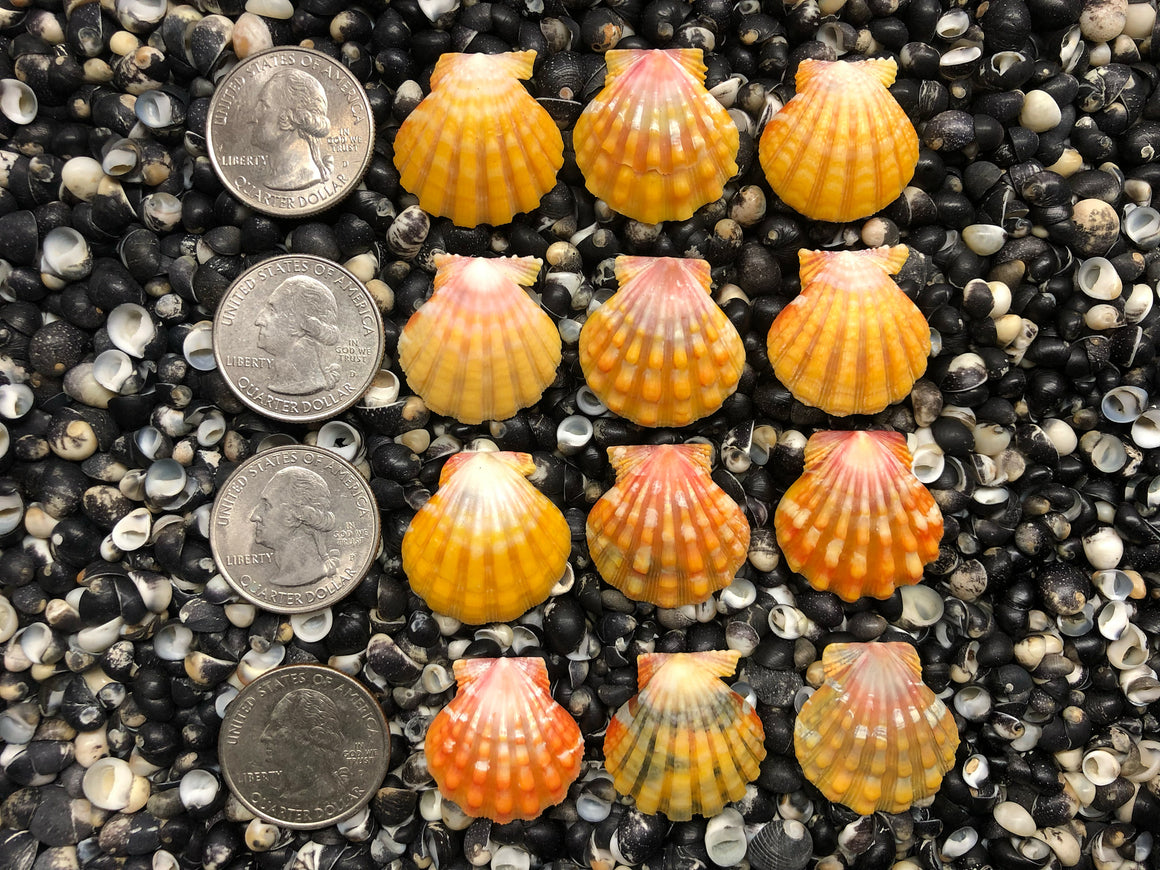 0682 lot of sunrise shells