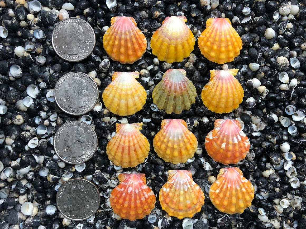 0683 lot of sunrise shells
