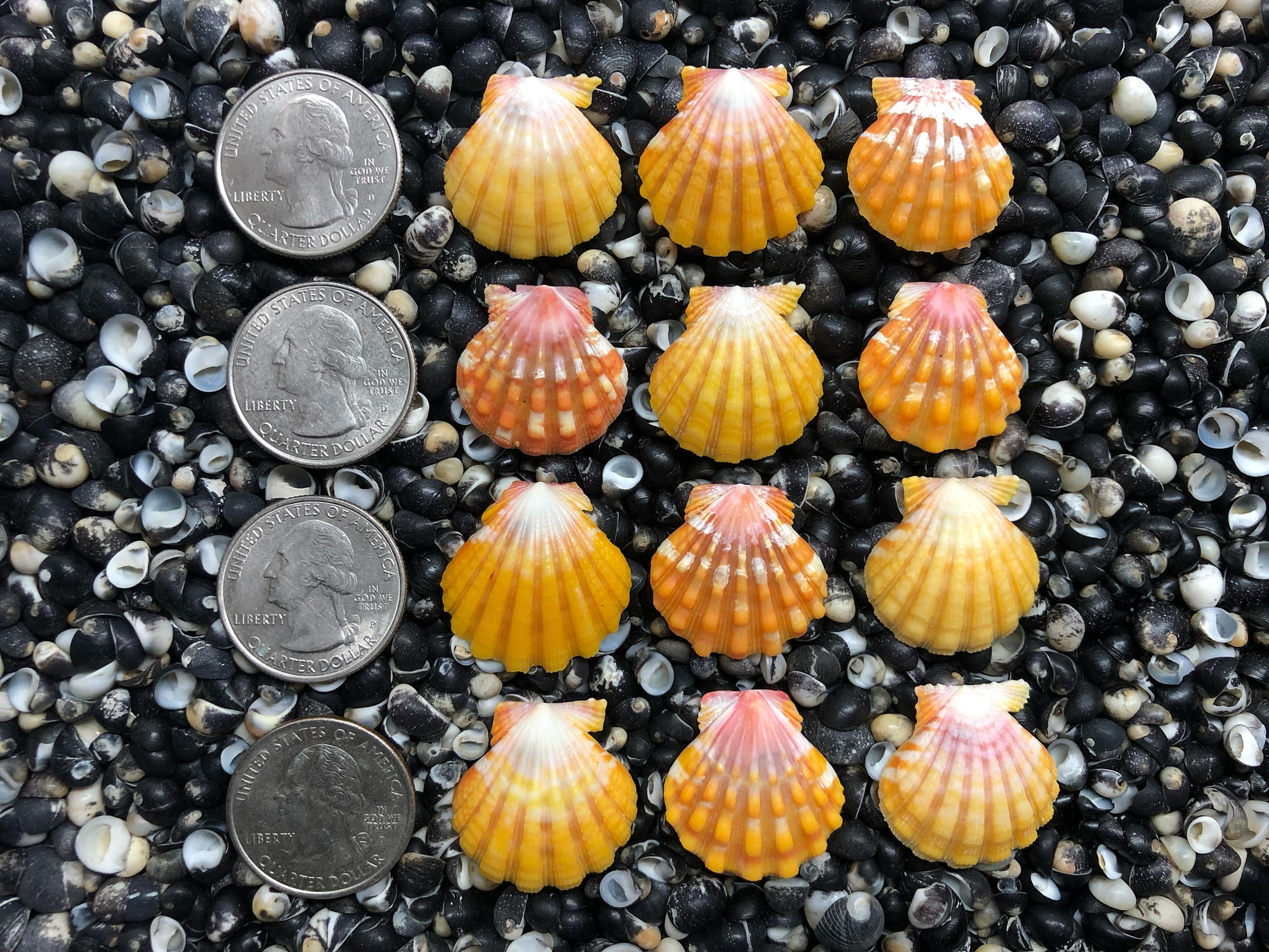 0684 lot of sunrise shells