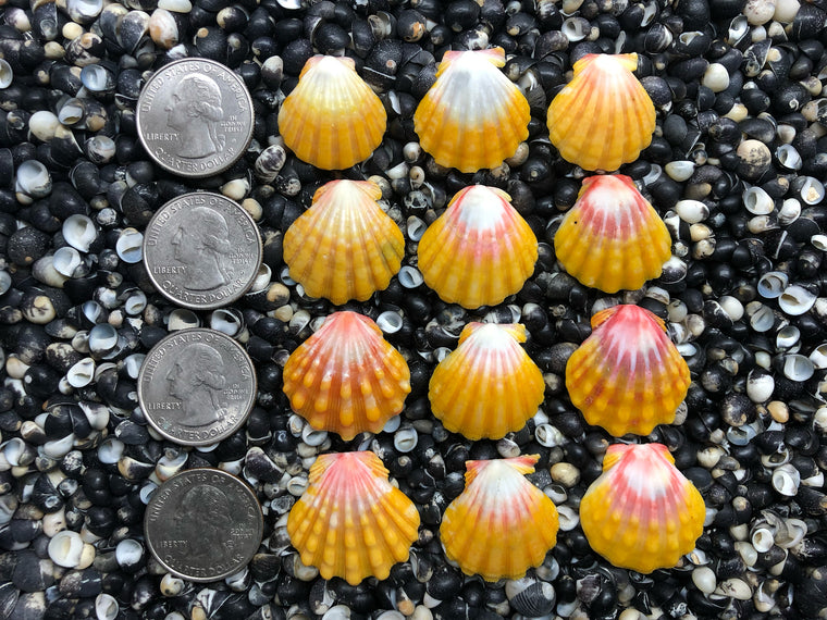 0686 lot of sunrise shells