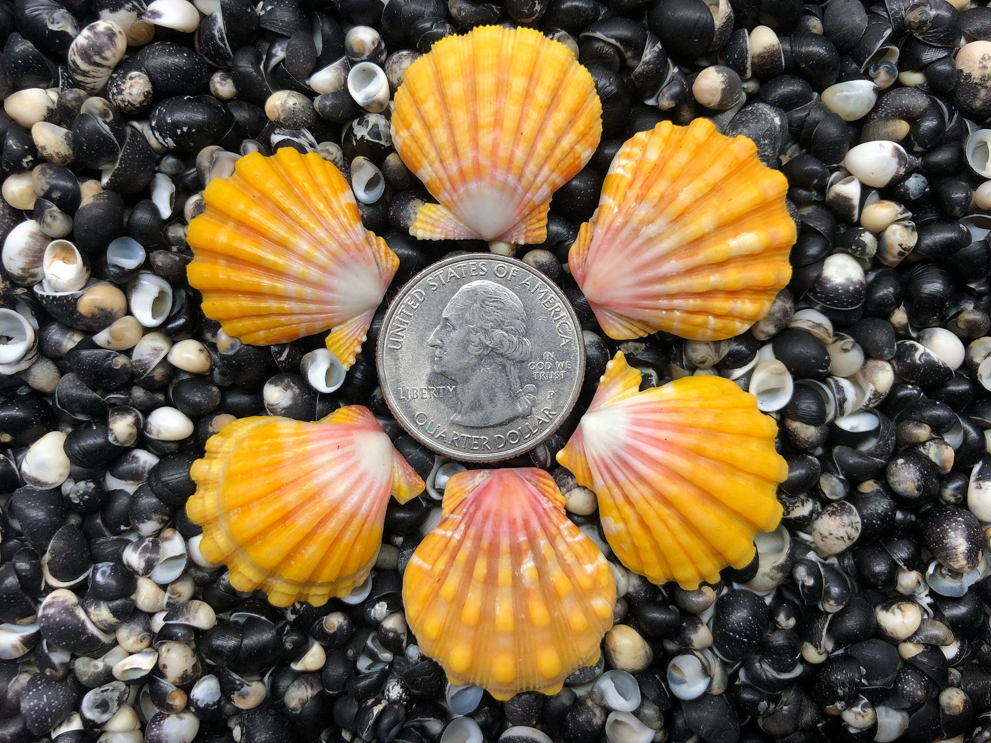 0687 lot of sunrise shells