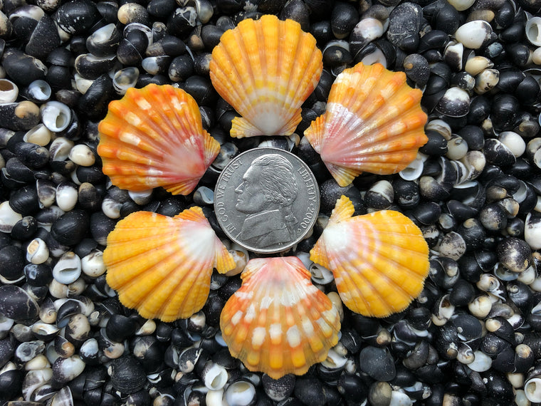 0689 lot of sunrise shells