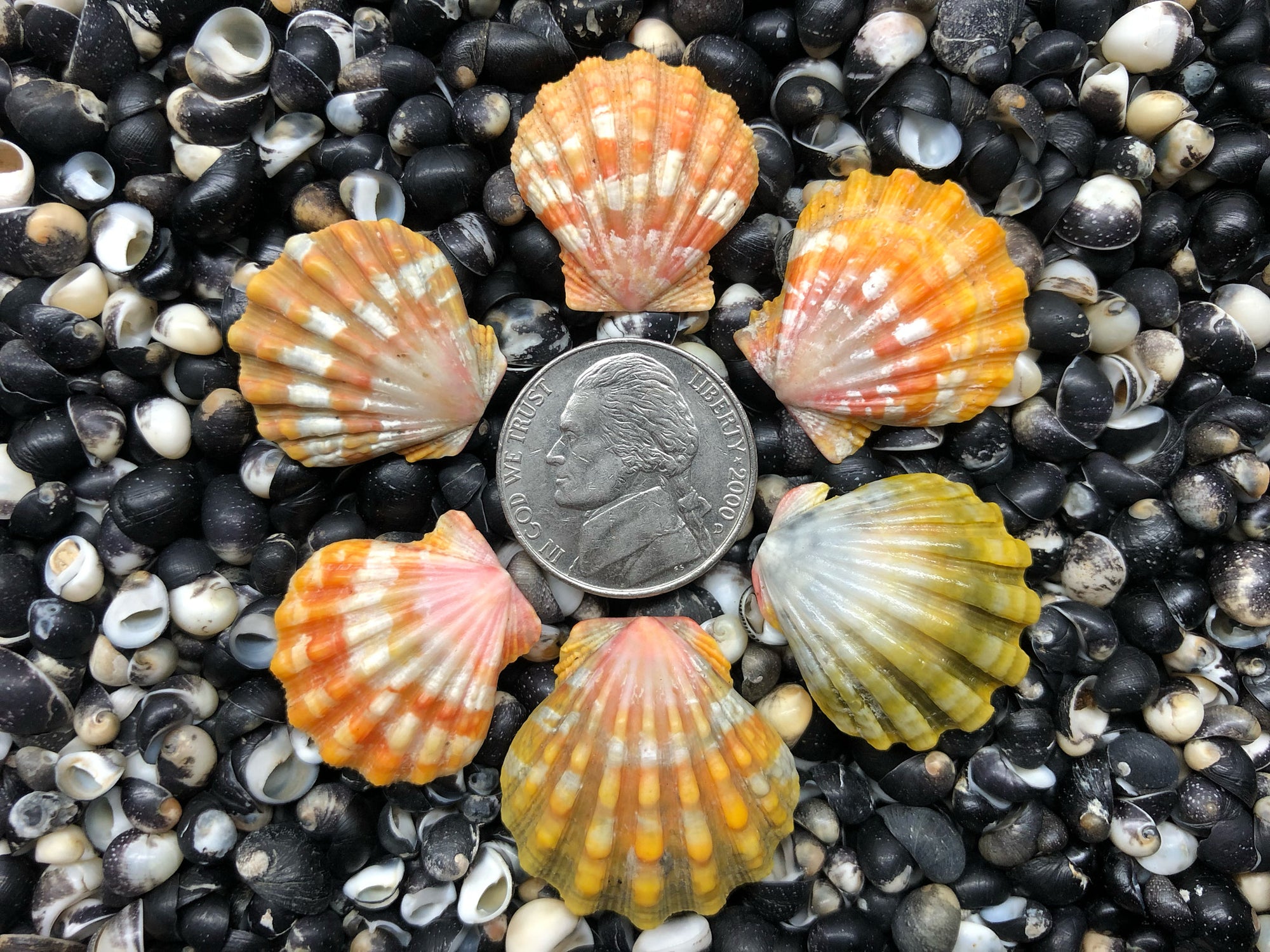 0693 lot of sunrise shells