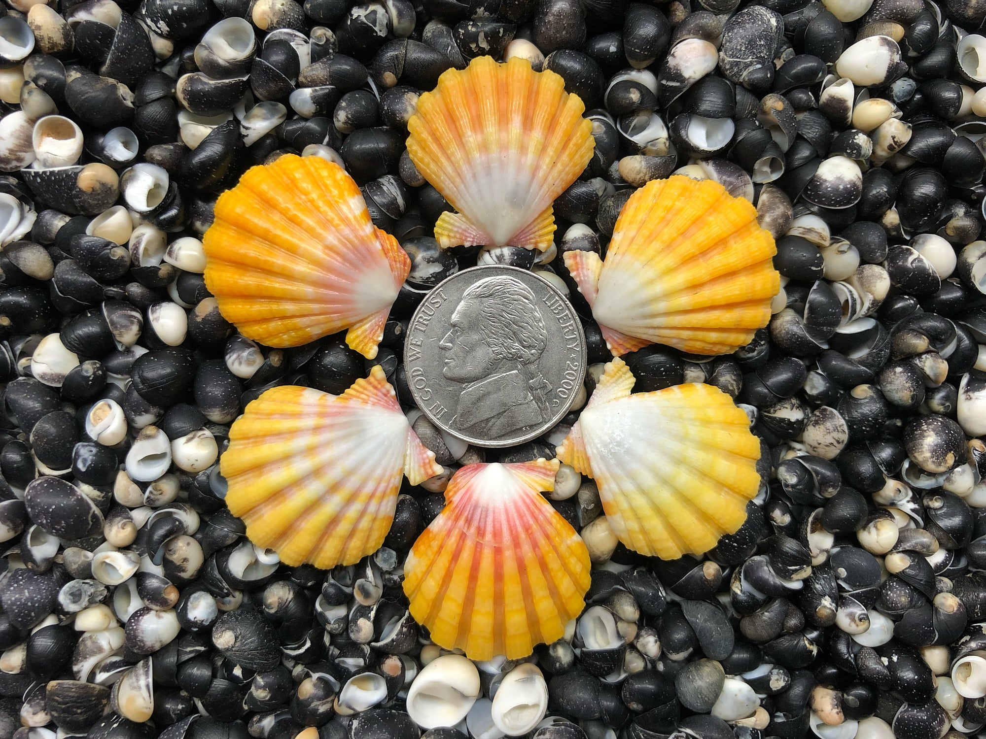 0694 lot of sunrise shells