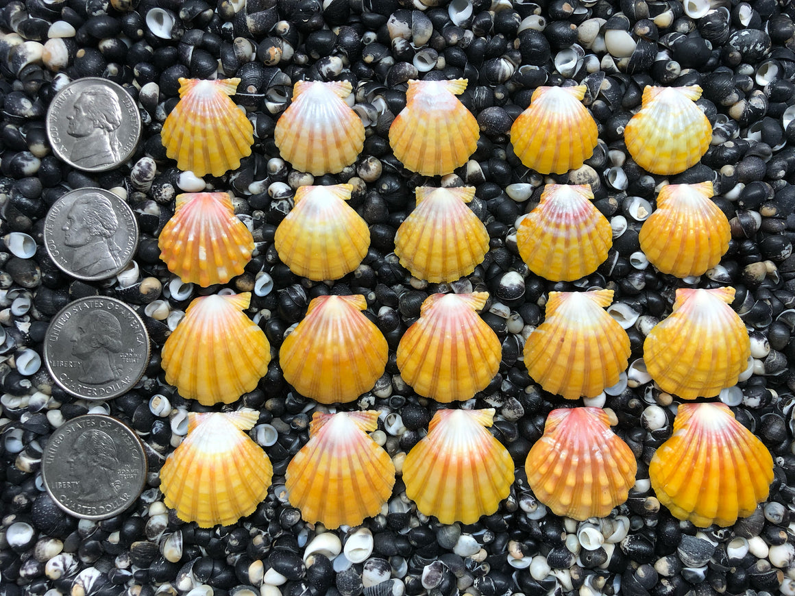 0695 lot of sunrise shells