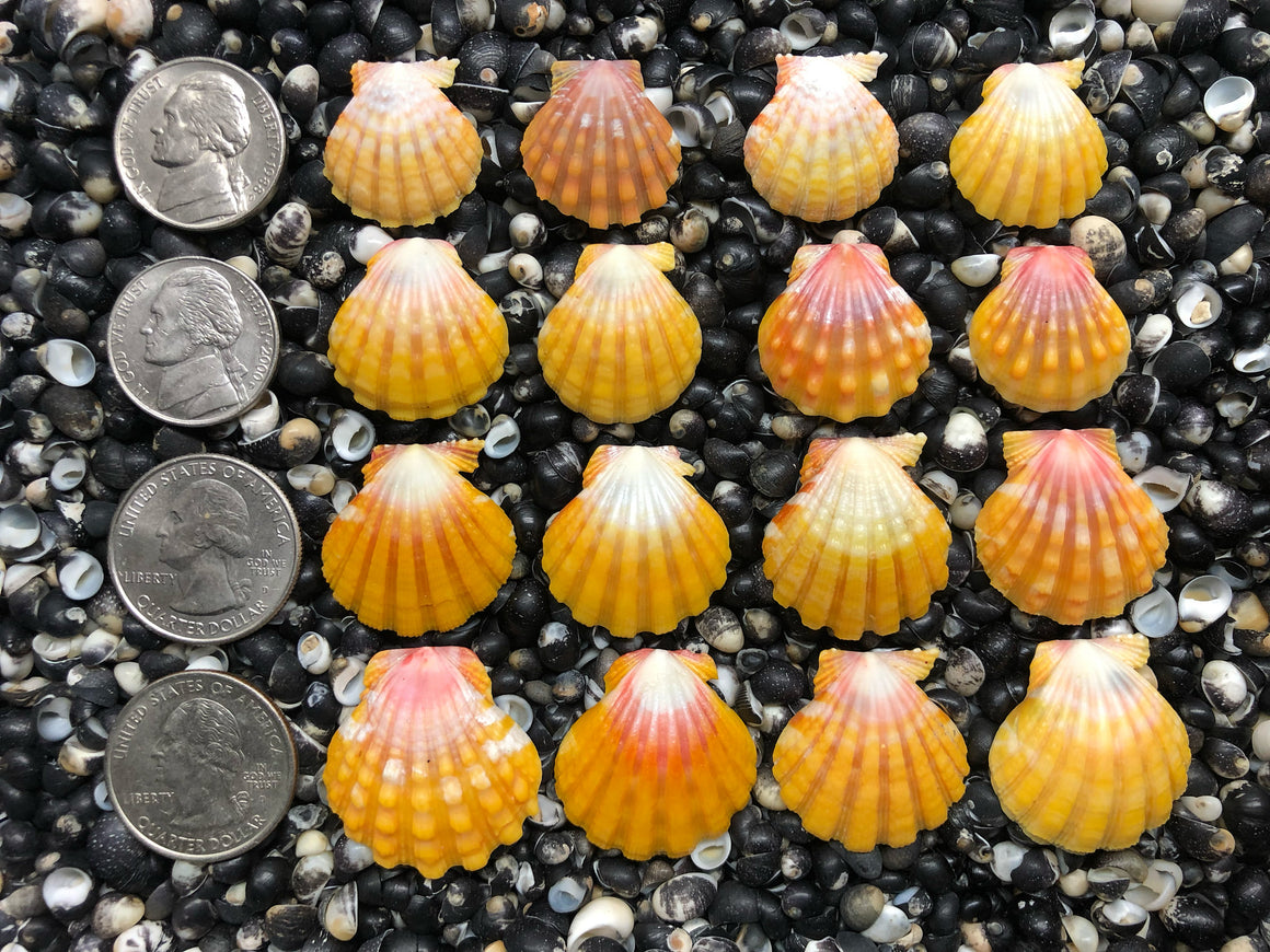 0696 lot of sunrise shells