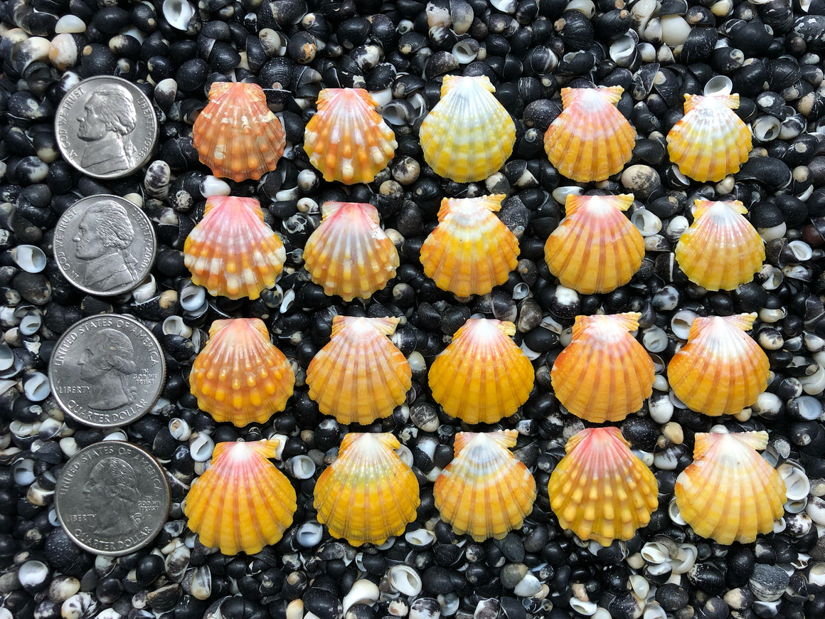 0697 lot of sunrise shells