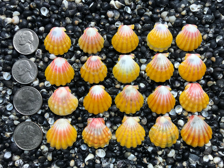 0698 lot of sunrise shells