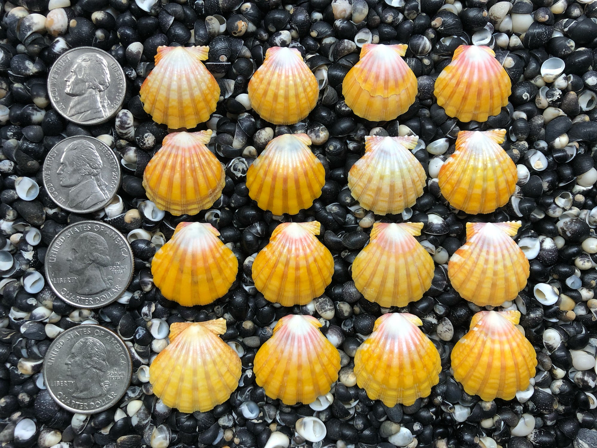 0699 lot of sunrise shells