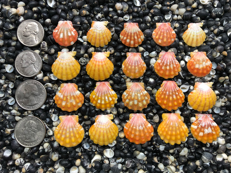0700 lot of sunrise shells