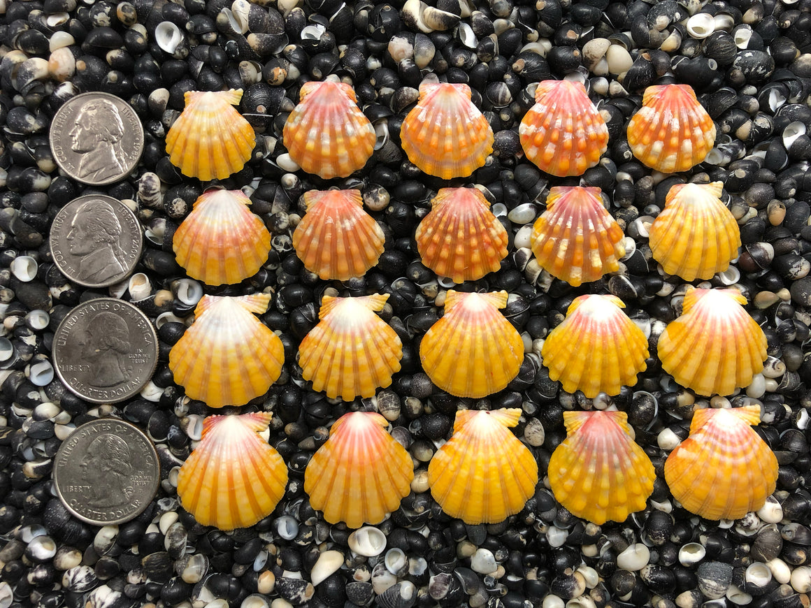 0701 lot of sunrise shells