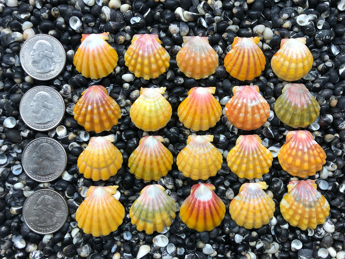 0702 lot os sunrise shells